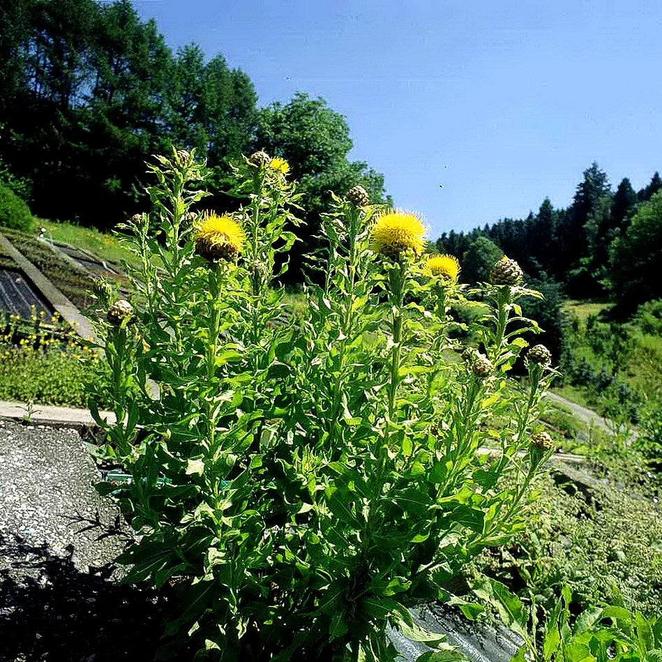 Gelbblühende Riesen-Flockenblume (Centaurea macrocephala)