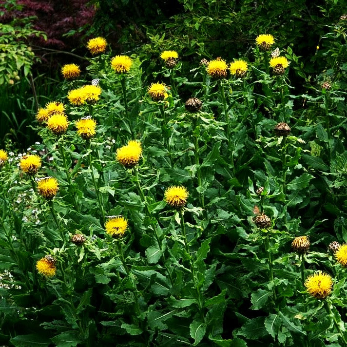 Gelbblühende Riesen-Flockenblume (Centaurea macrocephala)