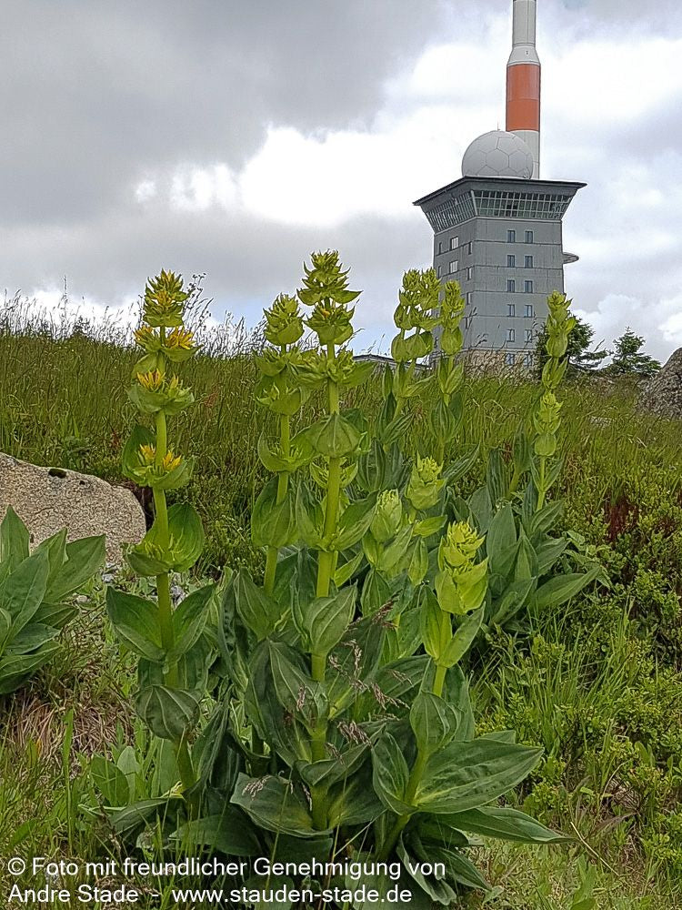 Gelbblühender Enzian (Gentiana lutea)