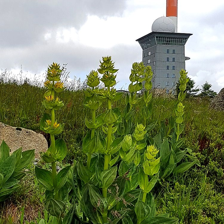 Gelbblühender Enzian (Gentiana lutea)