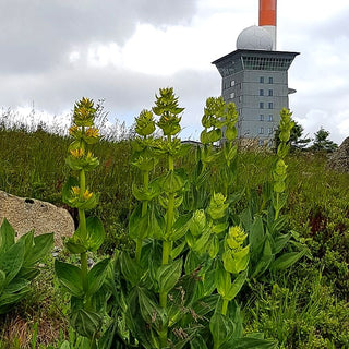 Gelbblühender Enzian (Gentiana lutea)