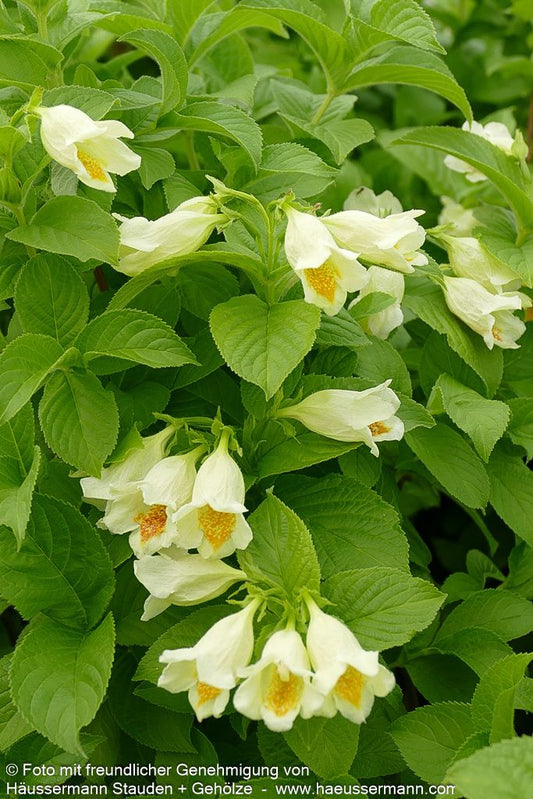 Gelbblütige Weigelie (Weigela middendorffiana)