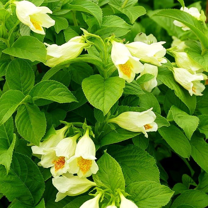 Gelbblütige Weigelie (Weigela middendorffiana)