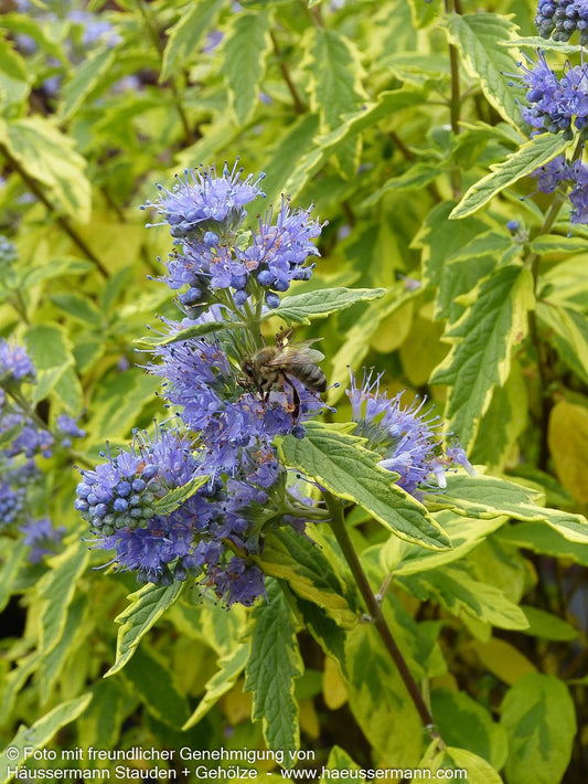 Gelbbunte Bartblume 'Summer Sorbet' (Caryopteris clandonensis)
