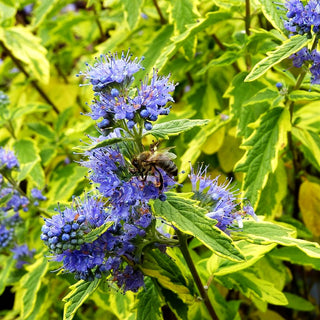 Gelbbunte Bartblume 'Summer Sorbet' (Caryopteris clandonensis)
