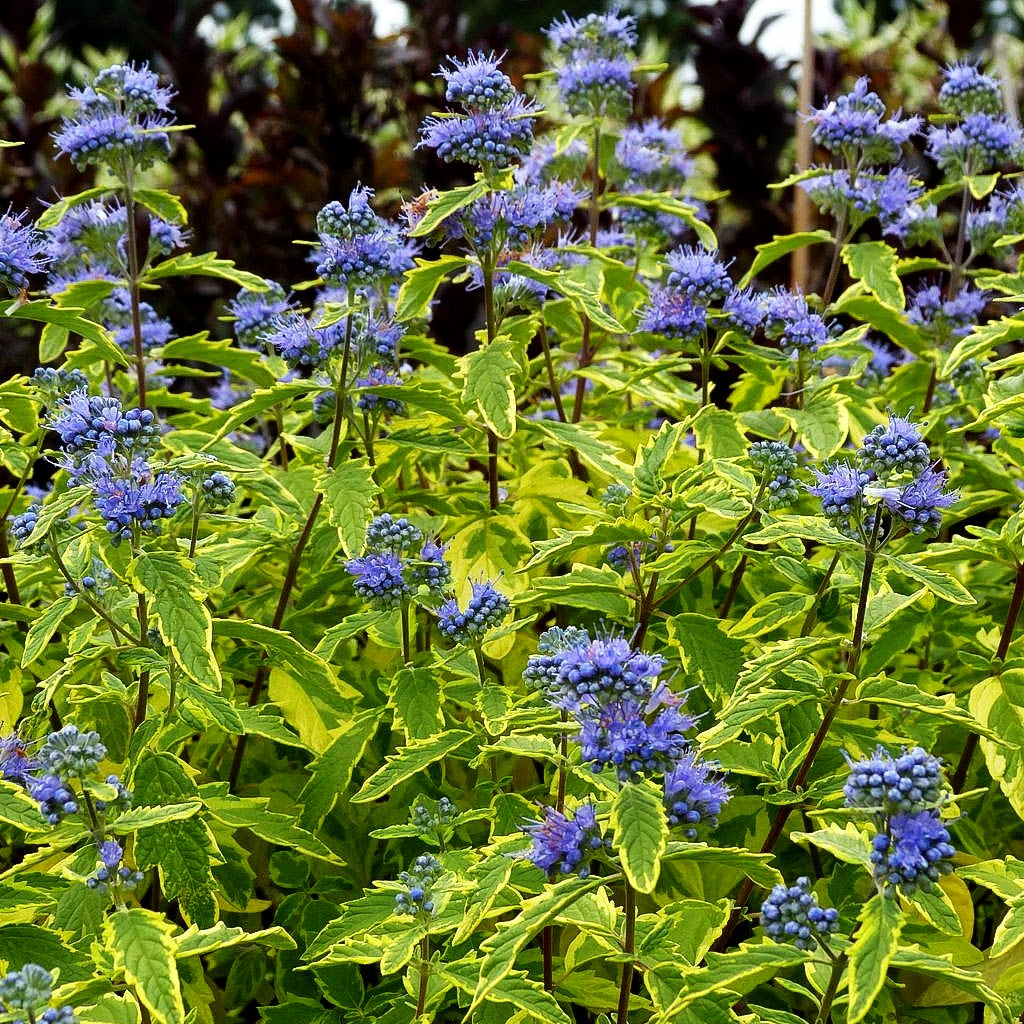 Gelbbunte Bartblume 'Summer Sorbet' (Caryopteris clandonensis)