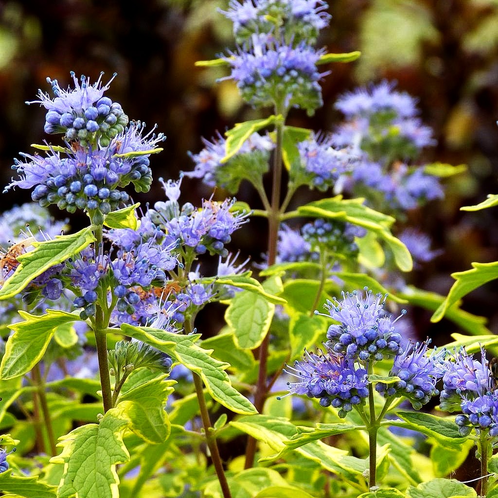 Gelbbunte Bartblume 'Summer Sorbet' (Caryopteris clandonensis)