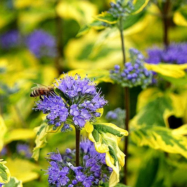 Gelbbunte Bartblume 'Summer Sorbet' (Caryopteris clandonensis)