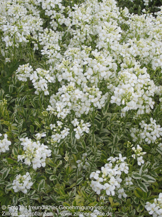 Gelbbunte Gänsekresse 'Old Gold' (Arabis ferdinandi-coburgii)