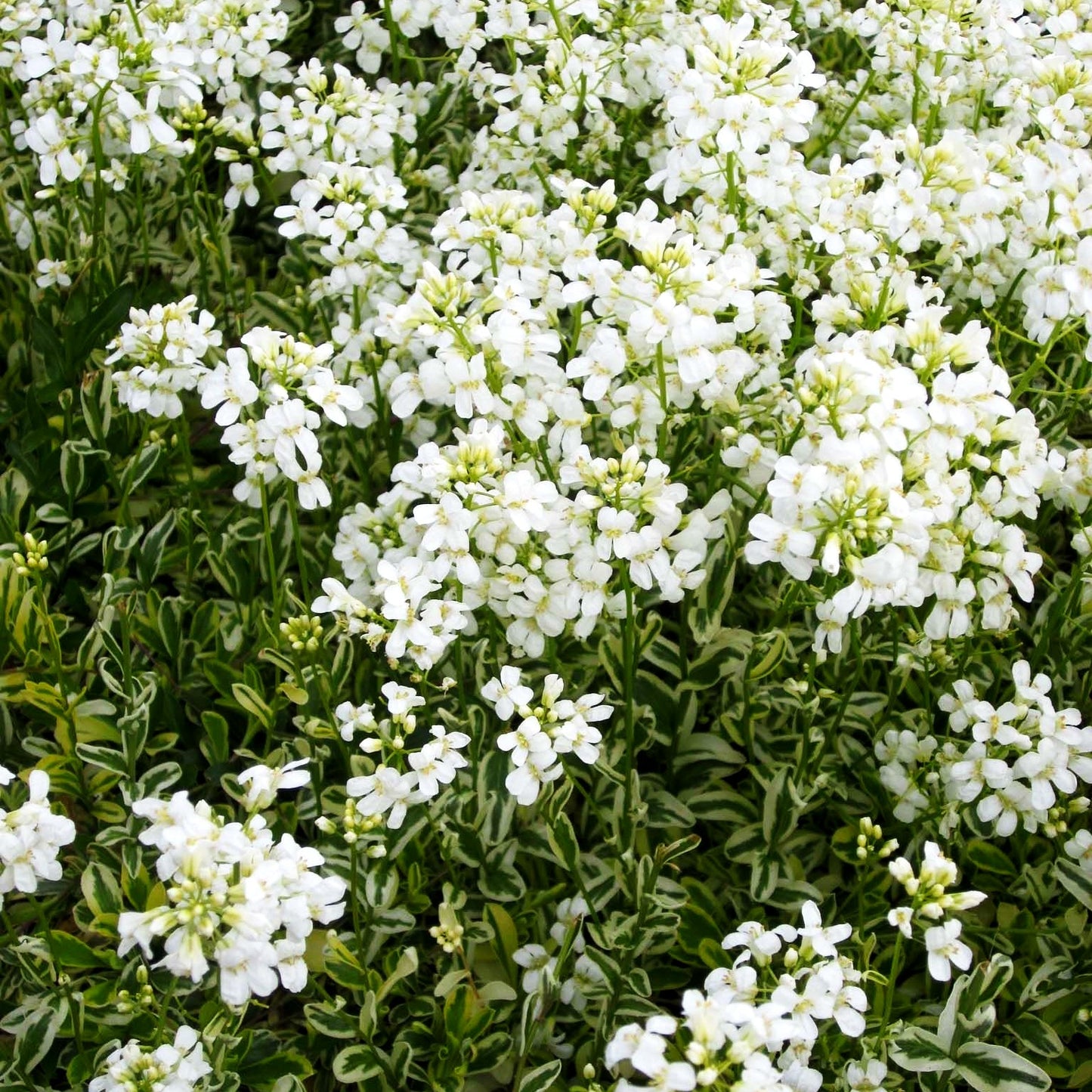 Gelbbunte Gänsekresse 'Old Gold' (Arabis ferdinandi-coburgii)