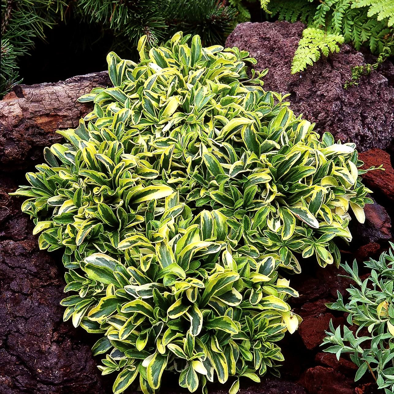 Gelbbunte Gänsekresse 'Old Gold' (Arabis ferdinandi-coburgii)