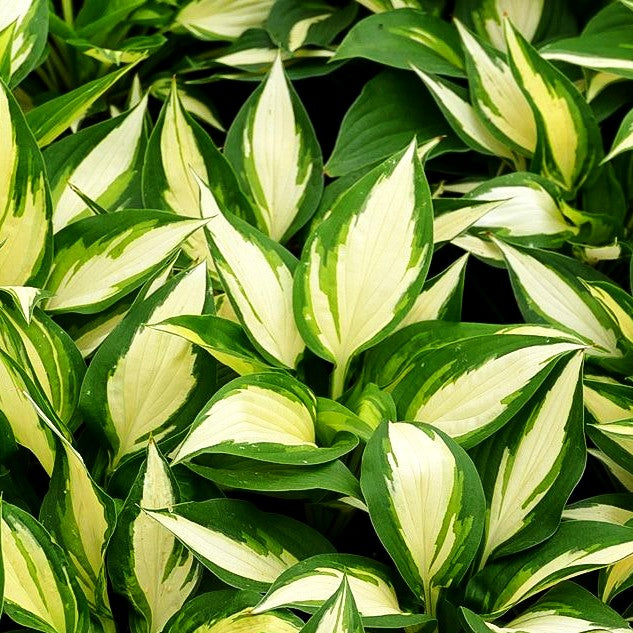Gelbbunte Hosta 'Ann Kulpa' (Hosta x cult.)