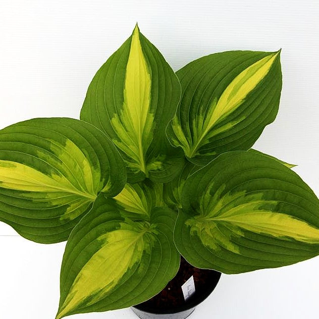 Gelbbunte Hosta 'Ann Kulpa' (Hosta x cult.)