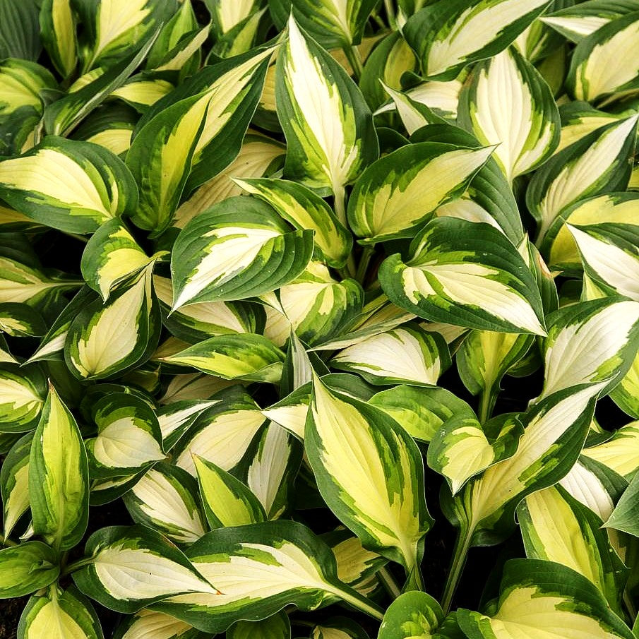 Gelbbunte Hosta 'Ann Kulpa' (Hosta x cult.)