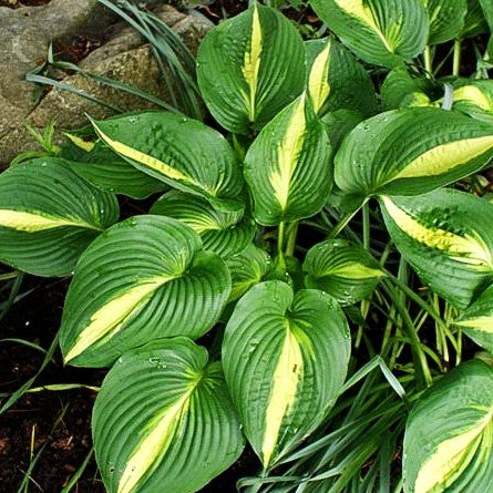 Gelbbunte Hosta 'Ann Kulpa' (Hosta x cult.)