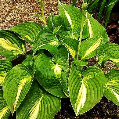 Gelbbunte Hosta 'Ann Kulpa' (Hosta x cult.)