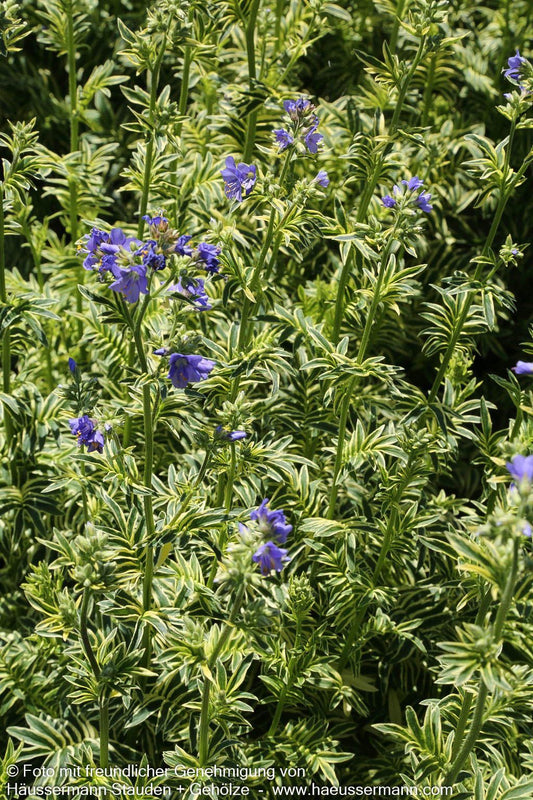 Gelbbunte Jakobsleiter 'Brise d'Anjou' (Polemonium caeruleum)