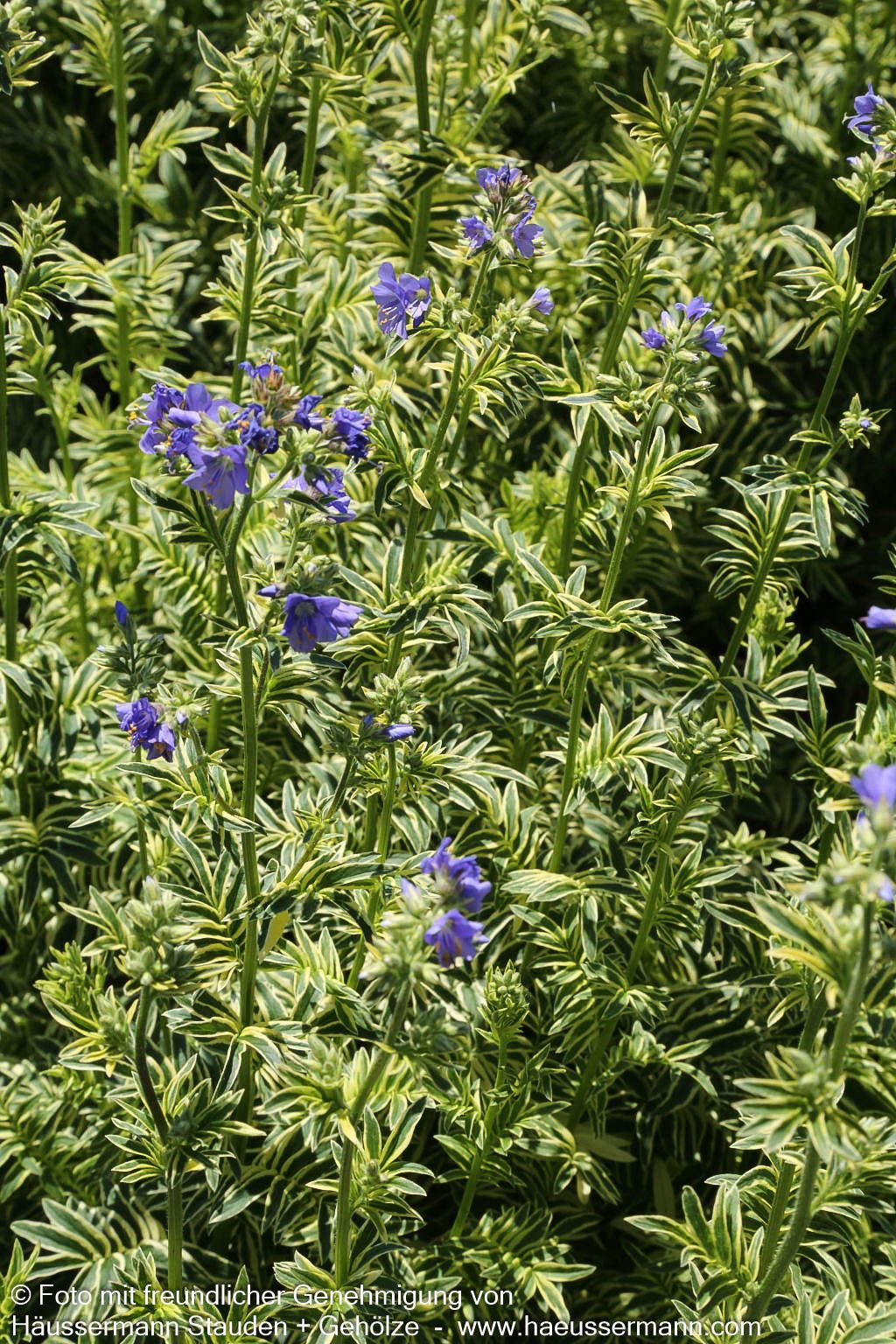 Gelbbunte Jakobsleiter 'Brise d'Anjou' (Polemonium caeruleum)