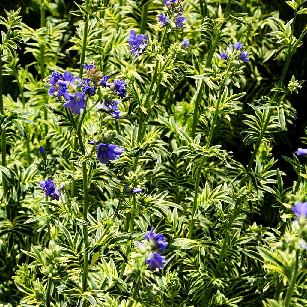 Gelbbunte Jakobsleiter 'Brise d'Anjou' (Polemonium caeruleum)