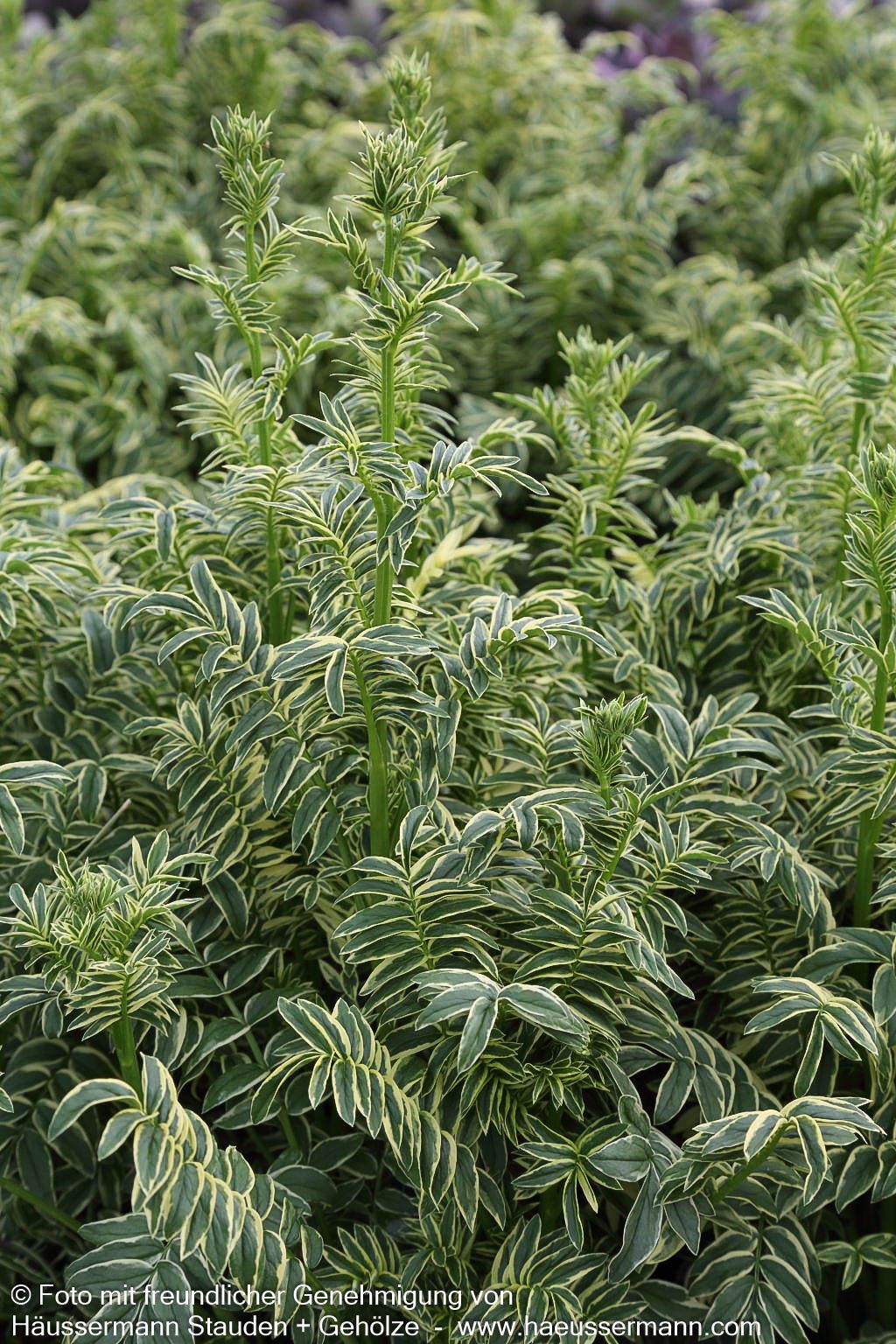 Gelbbunte Jakobsleiter 'Brise d'Anjou' (Polemonium caeruleum)