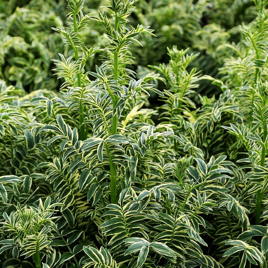 Gelbbunte Jakobsleiter 'Brise d'Anjou' (Polemonium caeruleum)