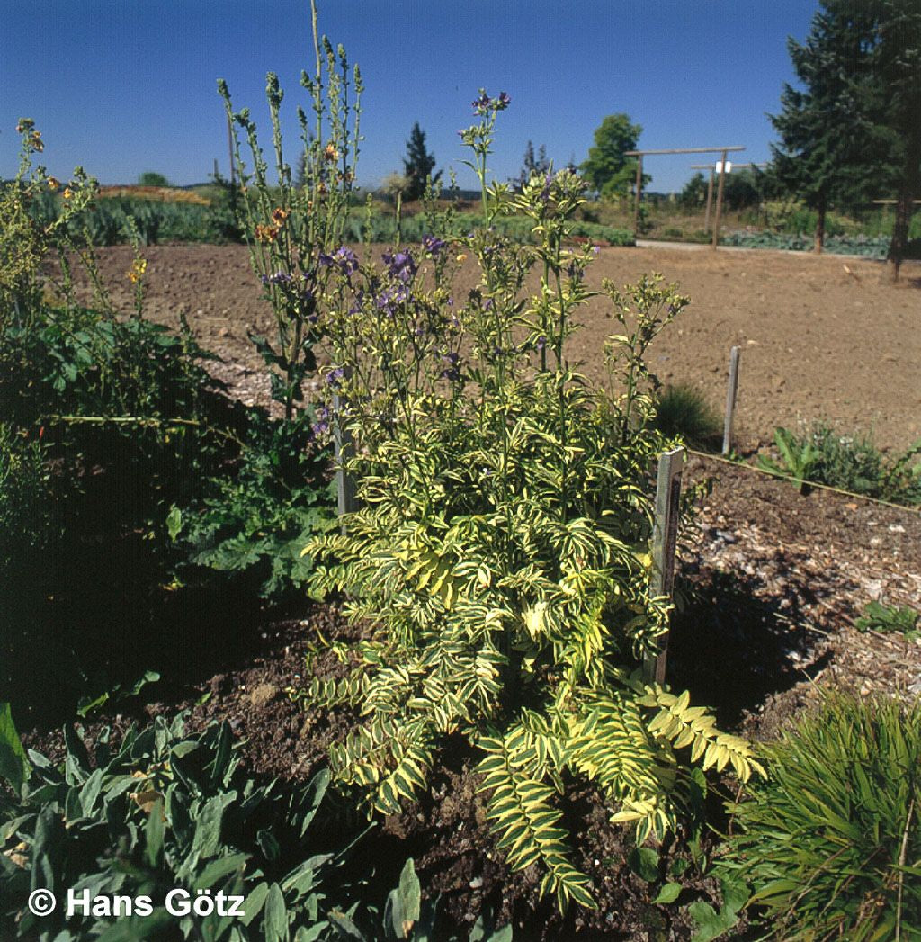 Gelbbunte Jakobsleiter 'Brise d'Anjou' (Polemonium caeruleum)