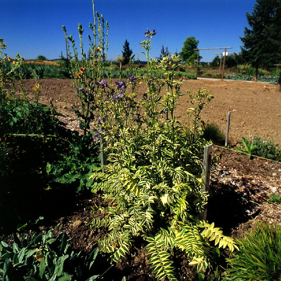 Gelbbunte Jakobsleiter 'Brise d'Anjou' (Polemonium caeruleum)