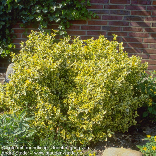 Gelbbunte Kriechspindel 'Emerald Gold' (Euonymus fortunei)