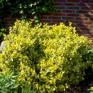 Gelbbunte Kriechspindel 'Emerald Gold' (Euonymus fortunei)