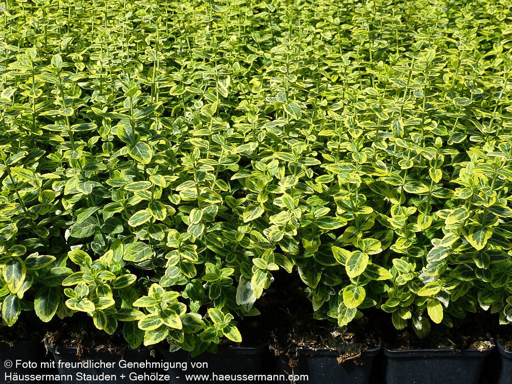 Gelbbunte Kriechspindel 'Emerald Gold' (Euonymus fortunei)