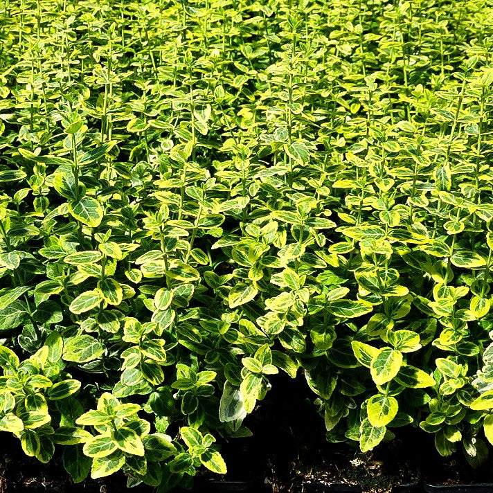 Gelbbunte Kriechspindel 'Emerald Gold' (Euonymus fortunei)