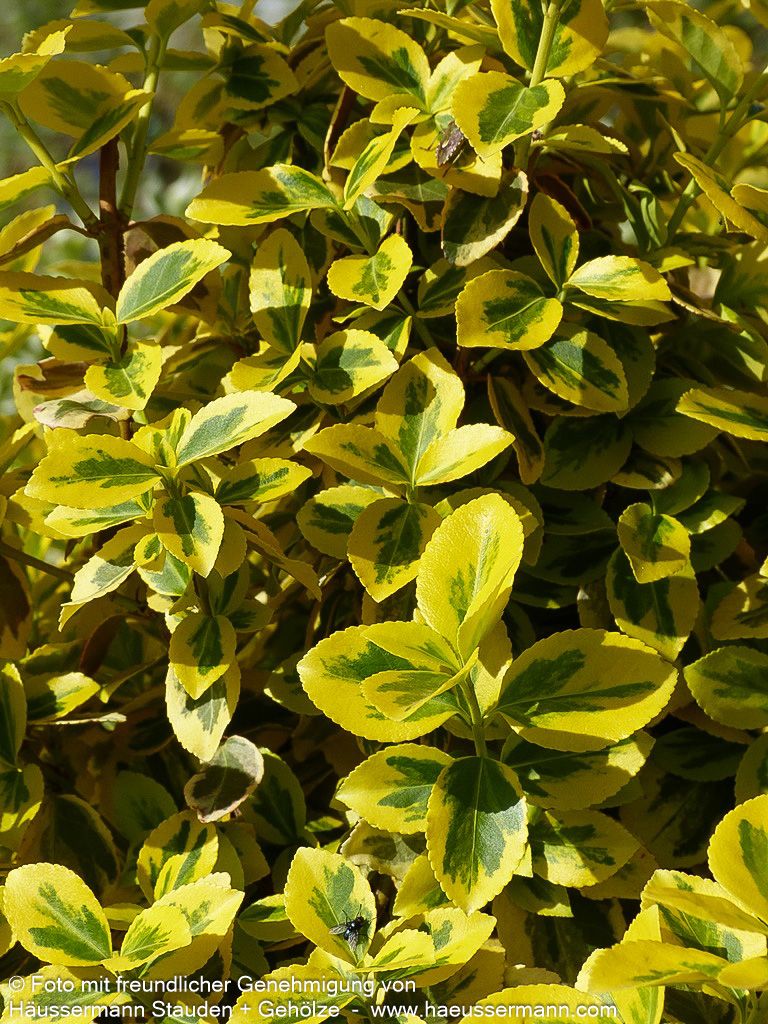 Gelbbunte Kriechspindel 'Emerald Gold' (Euonymus fortunei)