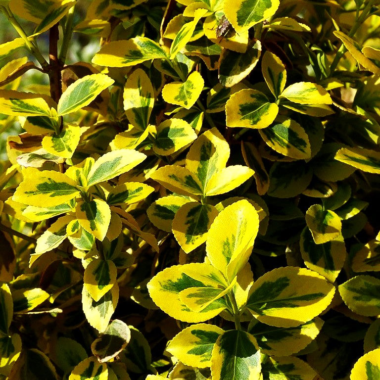 Gelbbunte Kriechspindel 'Emerald Gold' (Euonymus fortunei)