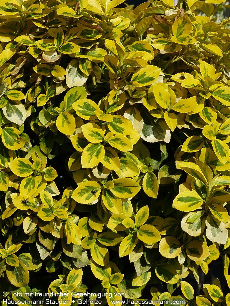 Gelbbunte Kriechspindel 'Emerald Gold' (Euonymus fortunei)
