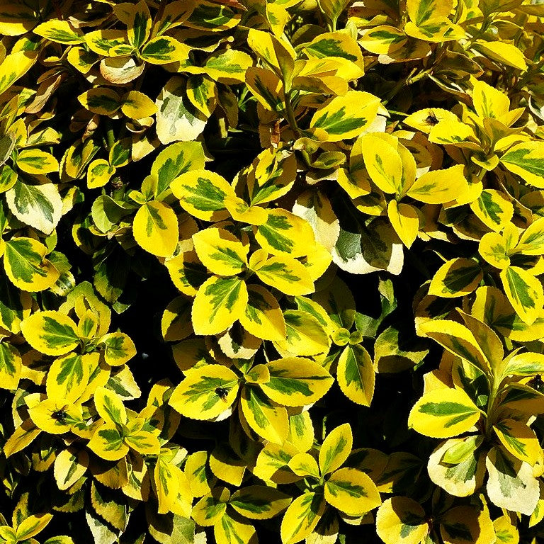 Gelbbunte Kriechspindel 'Emerald Gold' (Euonymus fortunei)