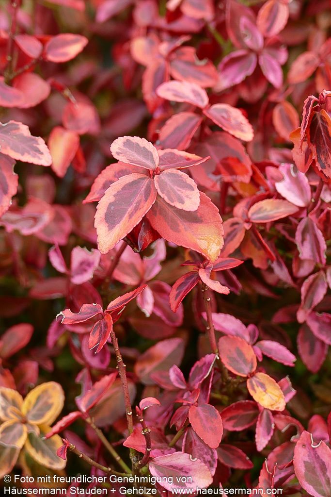 Gelbbunte Kriechspindel 'Emerald Gold' (Euonymus fortunei)