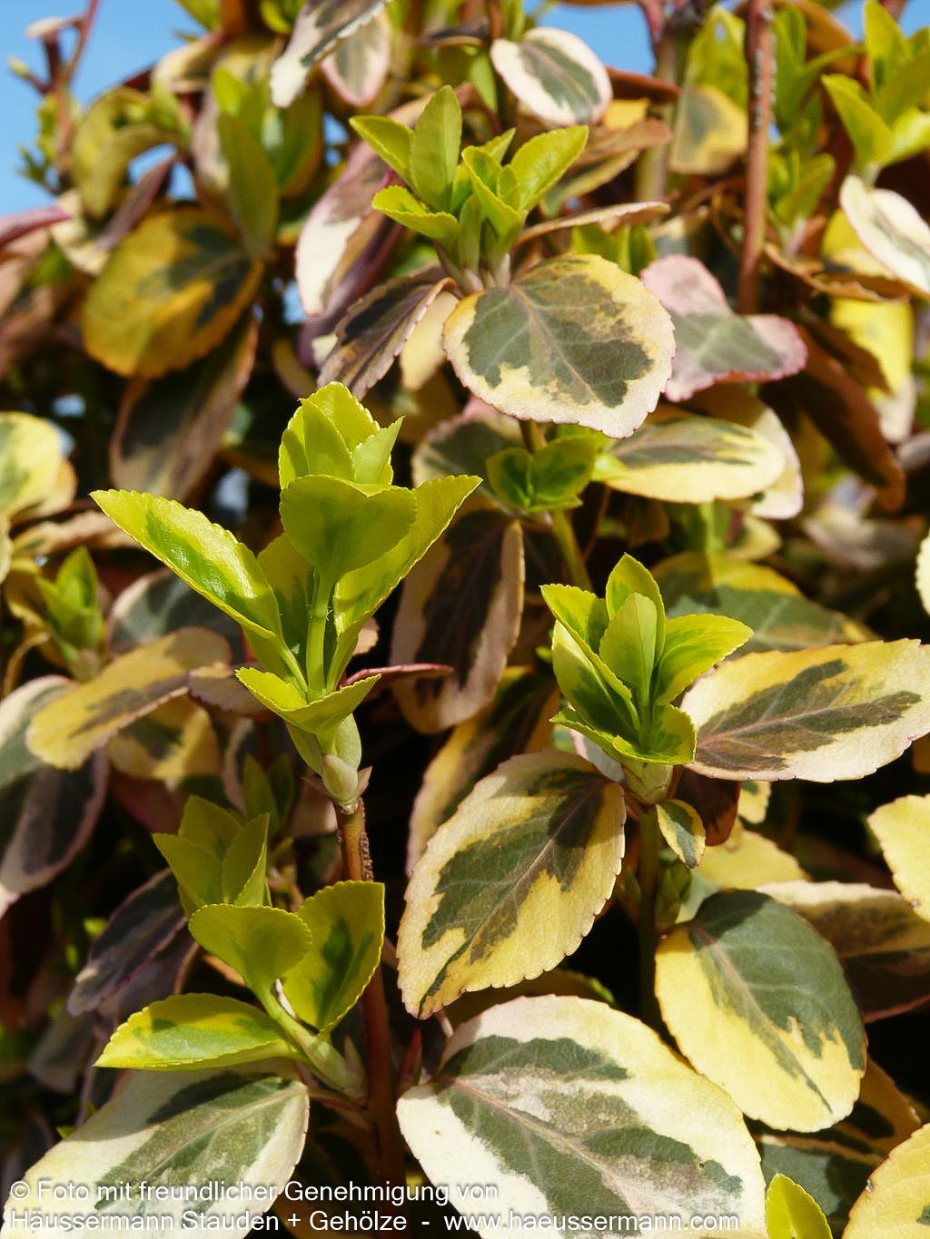Gelbbunte Kriechspindel 'Emerald Gold' (Euonymus fortunei)
