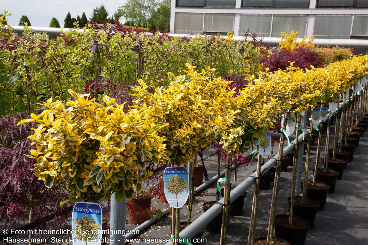Gelbbunte Kriechspindel 'Emerald Gold' (Euonymus fortunei)