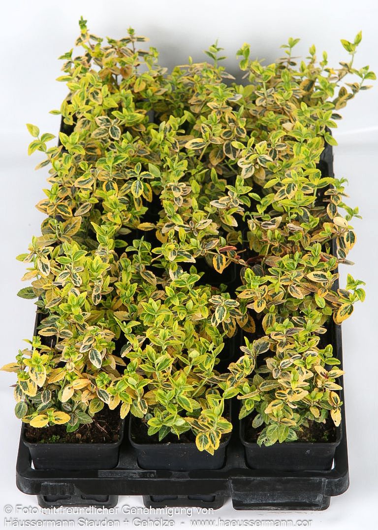 Gelbbunte Kriechspindel 'Emerald Gold' (Euonymus fortunei)