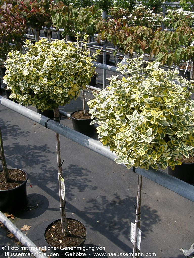 Gelbbunte Kriechspindel 'Emerald Gold' (Euonymus fortunei)