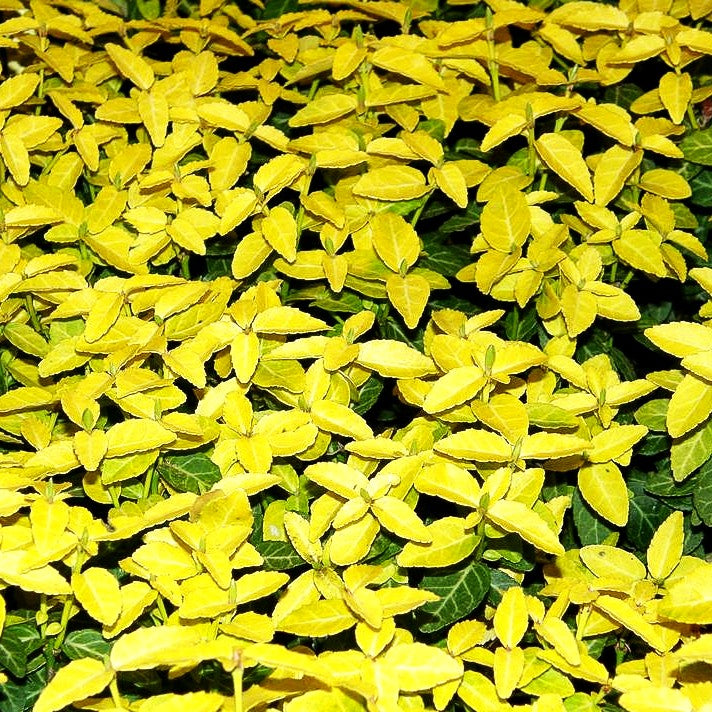 Gelbbunte Kriechspindel 'Goldy' (Euonymus fortunei)