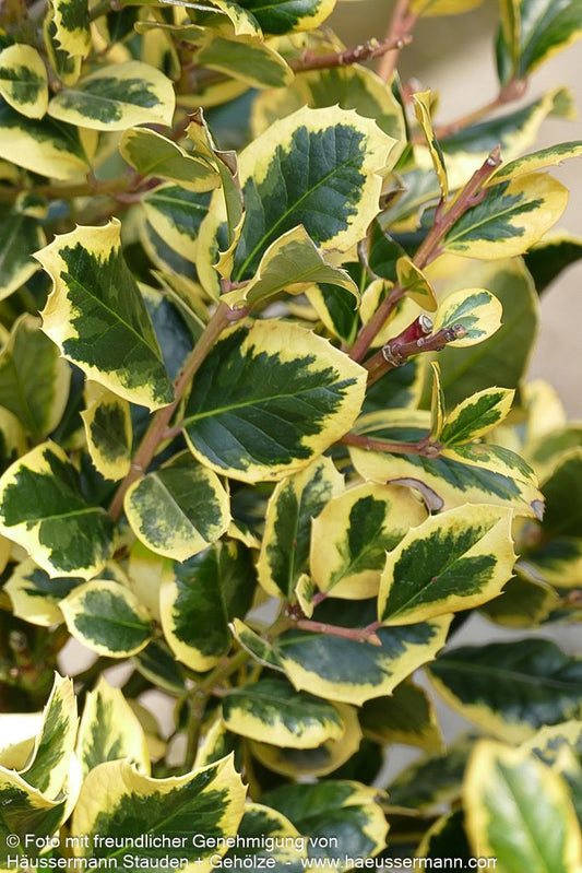 Gelbbunte Stechpalme 'Golden King' (Ilex x altaclerensis)