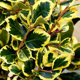 Gelbbunte Stechpalme 'Golden King' (Ilex x altaclerensis)