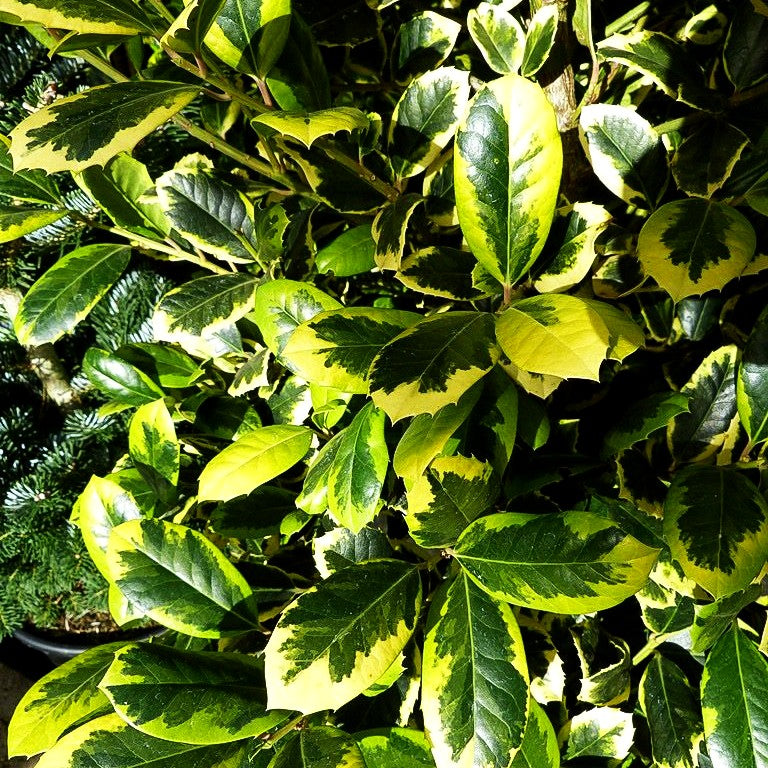 Gelbbunte Stechpalme 'Golden King' (Ilex x altaclerensis)