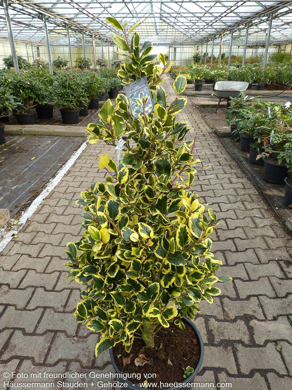 Gelbbunte Stechpalme 'Golden King' (Ilex x altaclerensis)