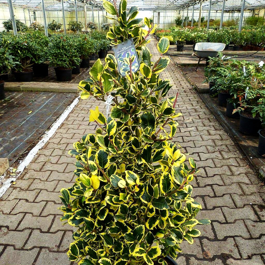 Gelbbunte Stechpalme 'Golden King' (Ilex x altaclerensis)