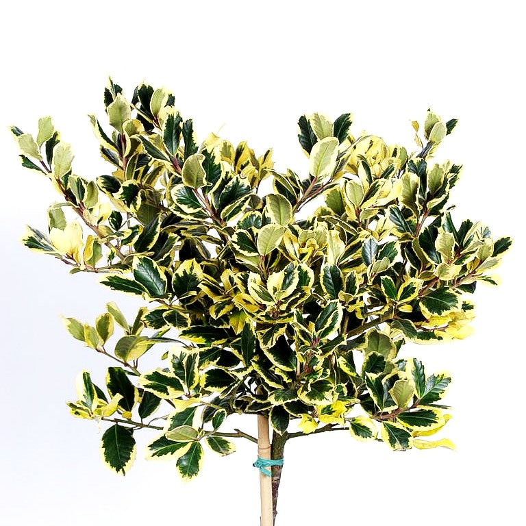 Gelbbunte Stechpalme 'Golden King' (Ilex x altaclerensis)