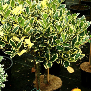 Gelbbunte Stechpalme 'Golden van Tol' (Ilex aquifolium)