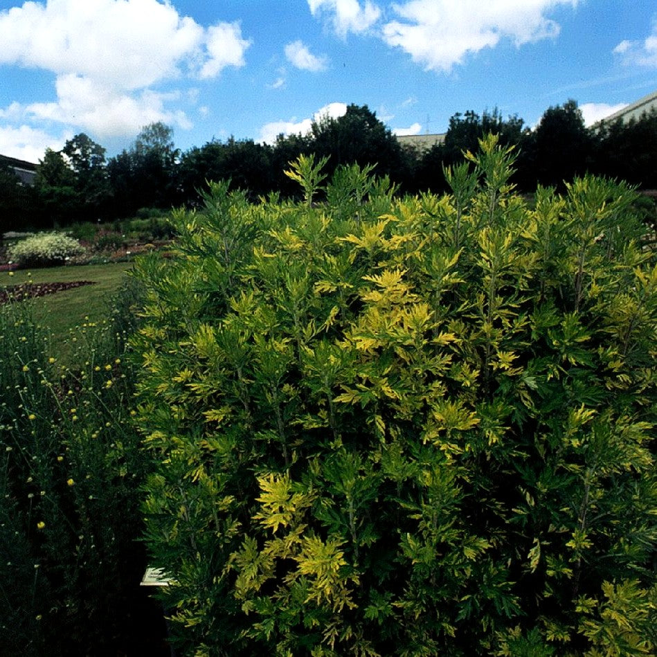 Gelbbunter Beifuß 'Oriental Limelight' (Artemisia vulg.)