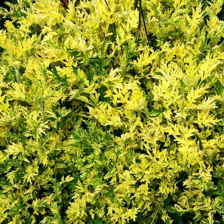 Gelbbunter Beifuß 'Oriental Limelight' (Artemisia vulg.)